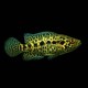 Managuense Cichlid
