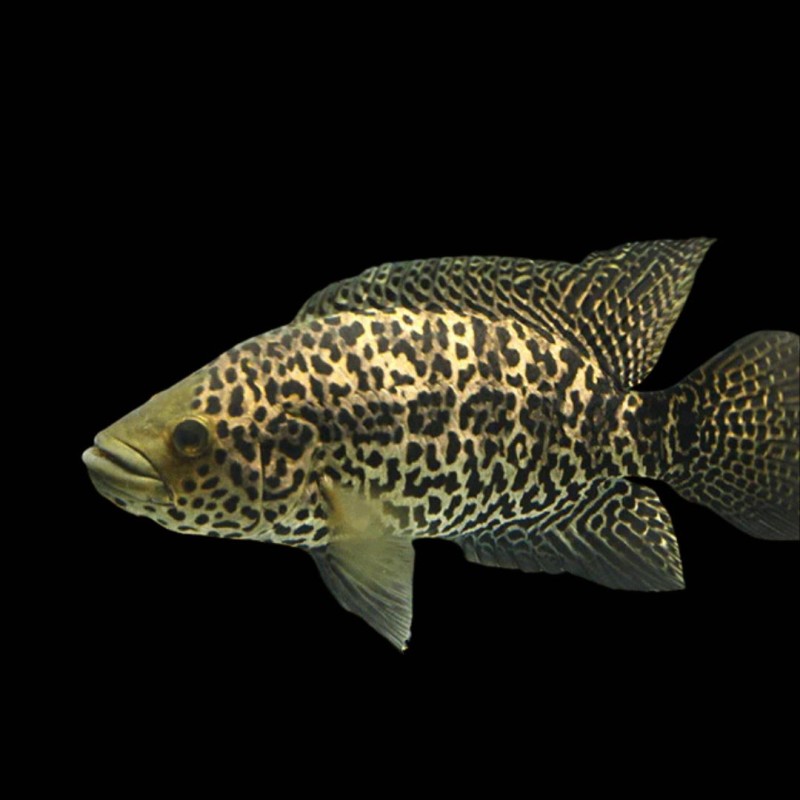 Managuense Cichlid