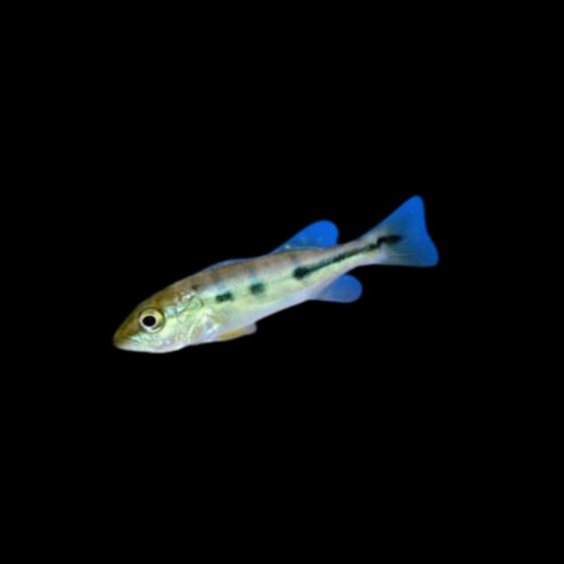 Peacock Bass (Orinoco)