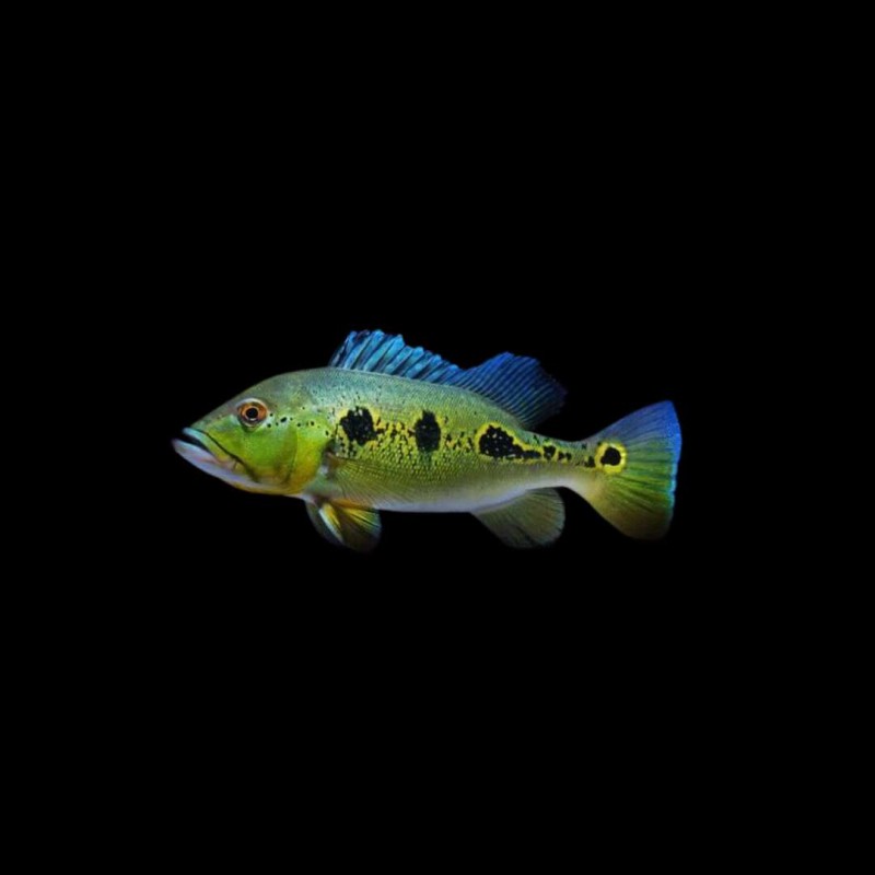 Peacock Bass (Orinoco)