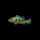 Peacock Bass (Orinoco)