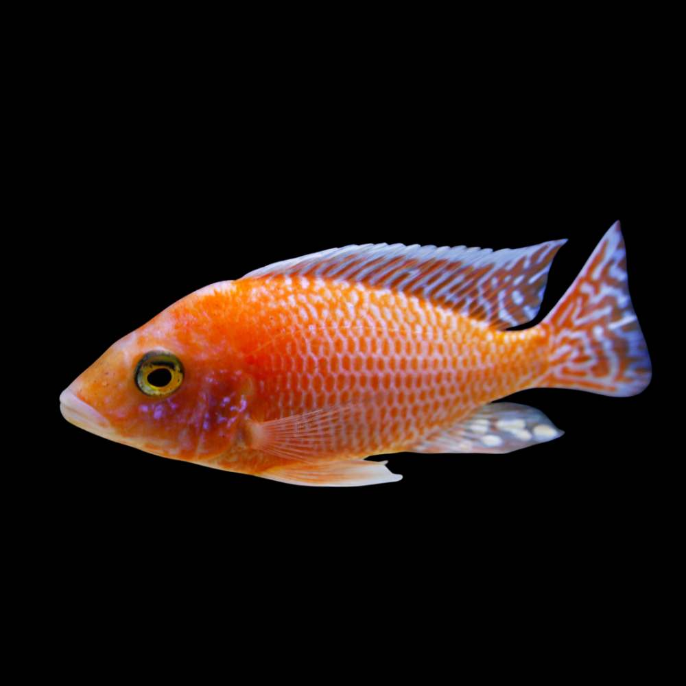 Peacock Cichlid, Orange