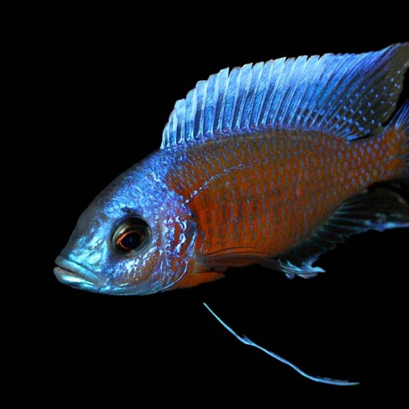 Red Kadango Cichlid