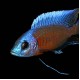 Red Kadango Cichlid