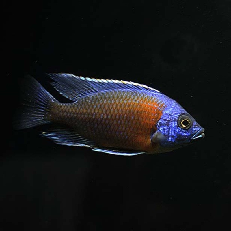 Red Kadango Cichlid