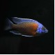 Red Kadango Cichlid
