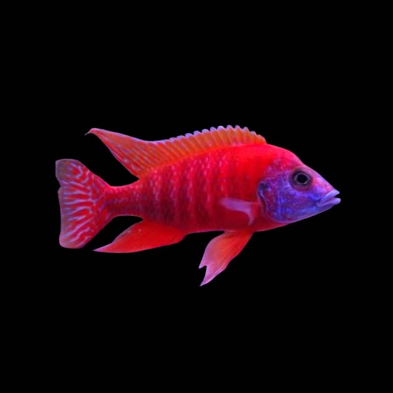 Red Peacock Cichlid