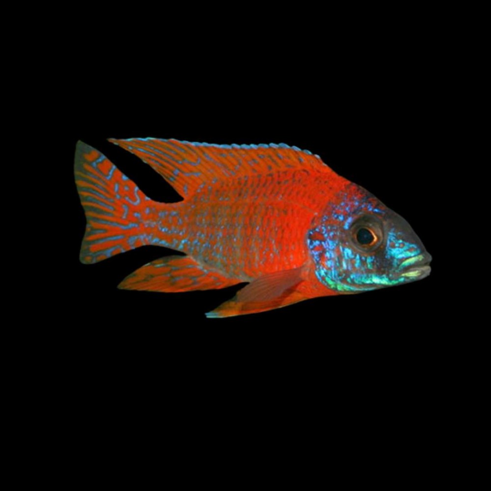 Red Peacock Cichlid