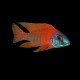Red Peacock Cichlid
