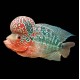 Flowerhorn Cichlid