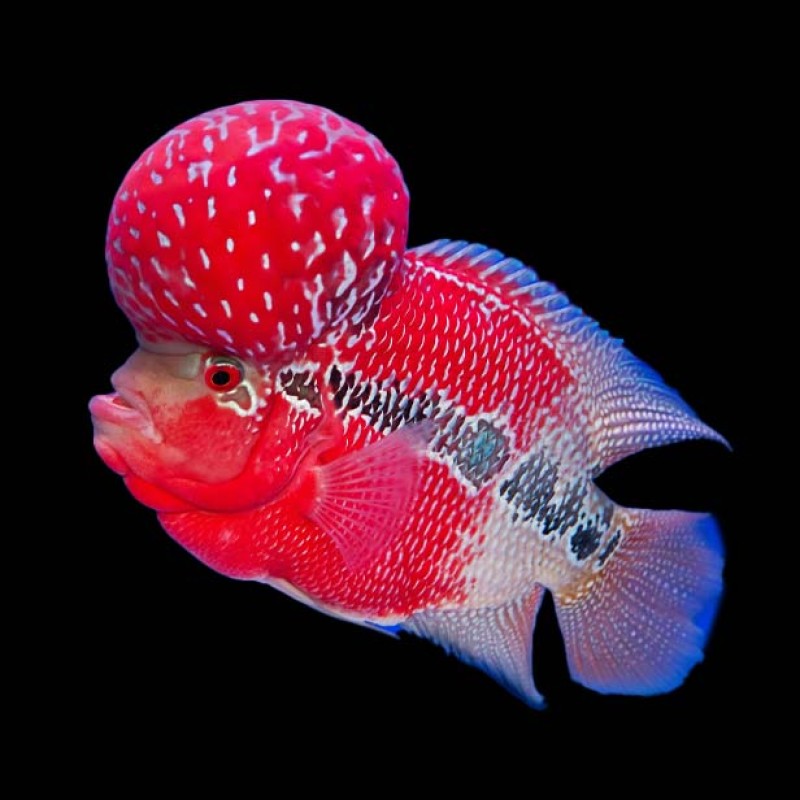 Flowerhorn Cichlid