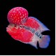 Flowerhorn Cichlid
