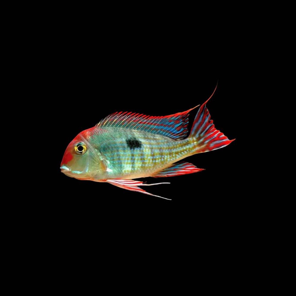 Redhead Tapajos Geophagus