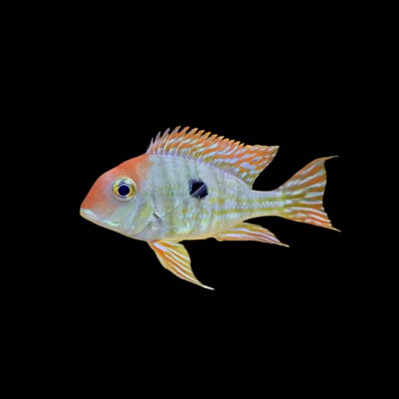 Redhead Tapajos Geophagus
