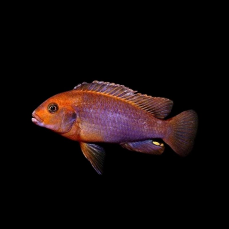 Rusty Cichlid