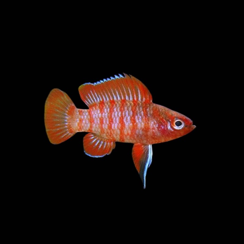 Scarlet Badis