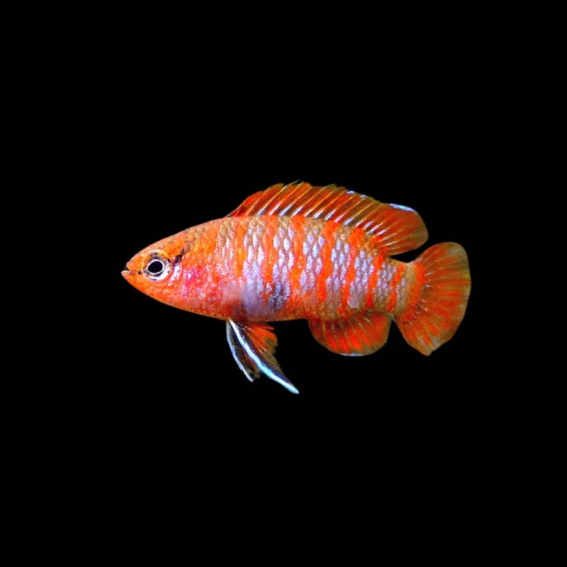 Scarlet Badis