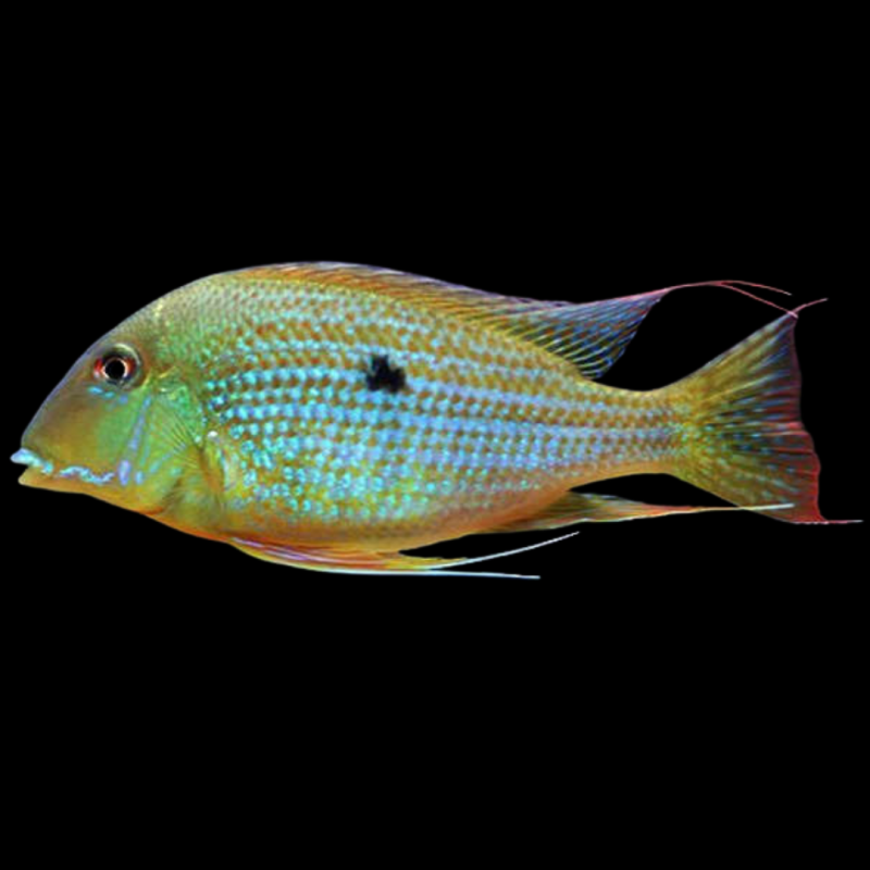 Threadfin Geophagus