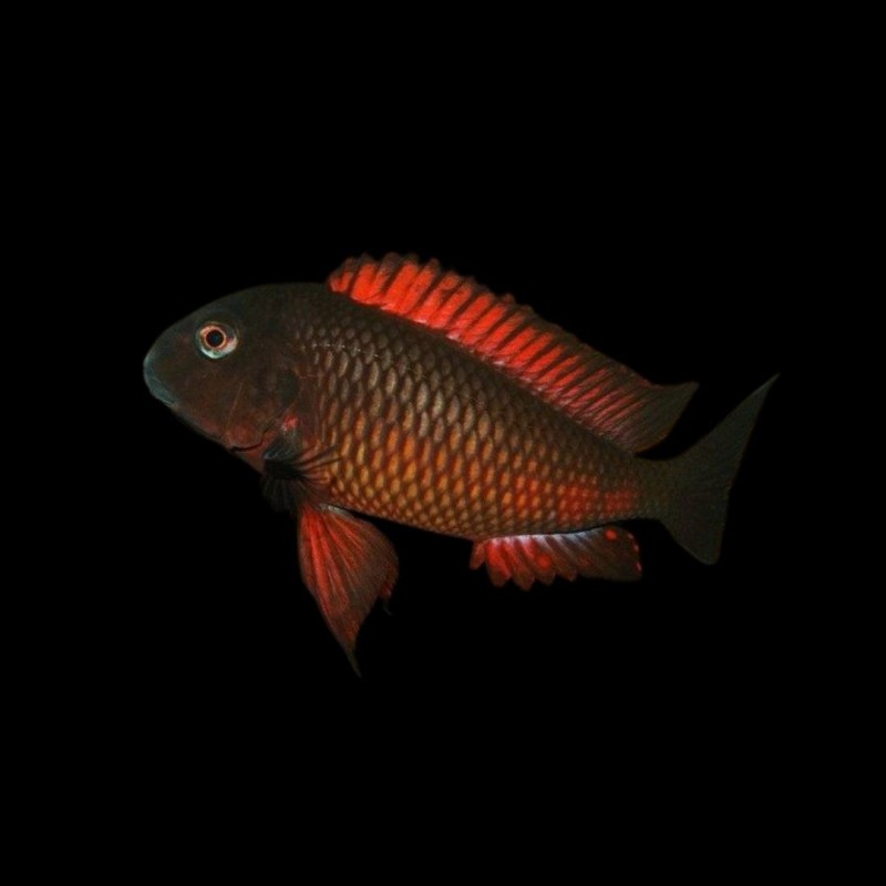Tropheus 'Red' Moliro
