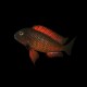 Tropheus 'Red' Moliro