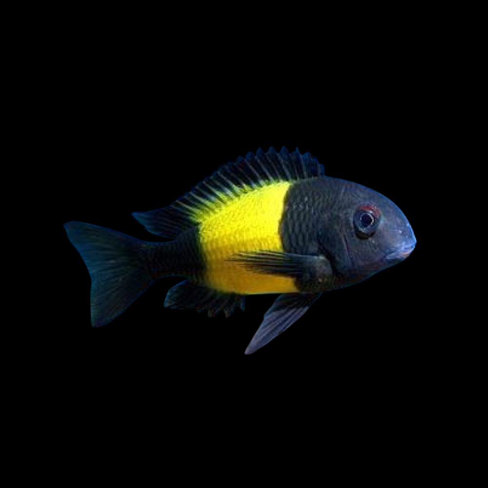 Tropheus Ikola