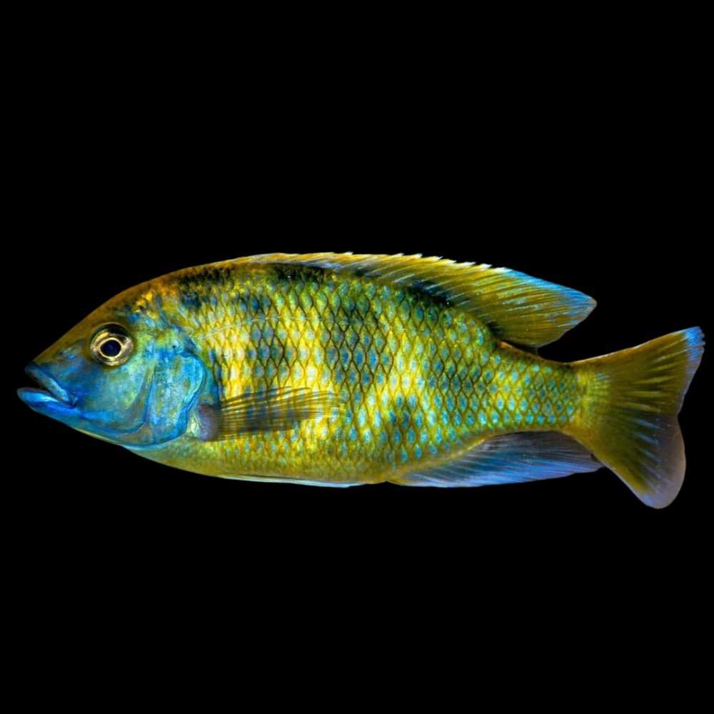 Venustus Cichlid