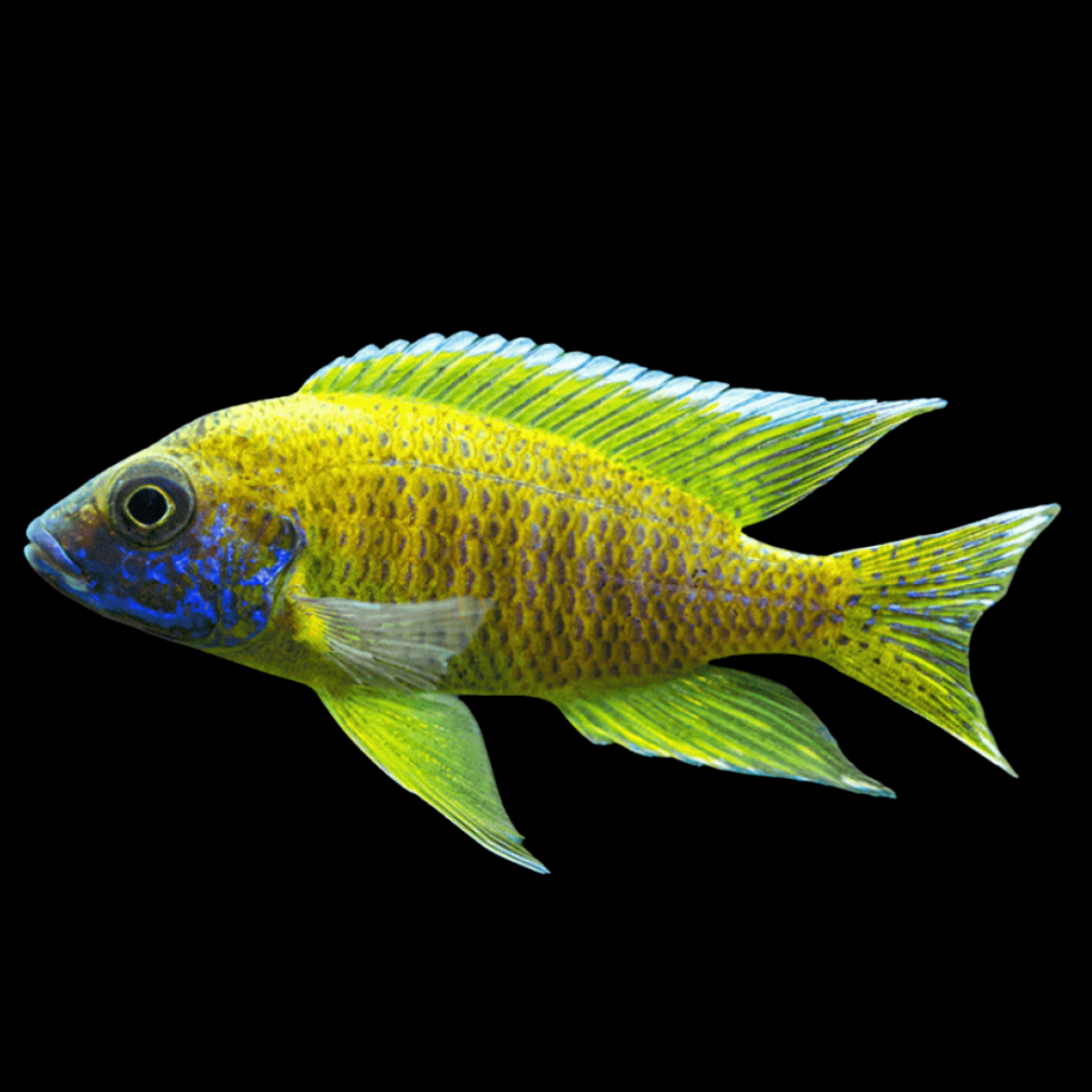Yellow Peacock Cichlid