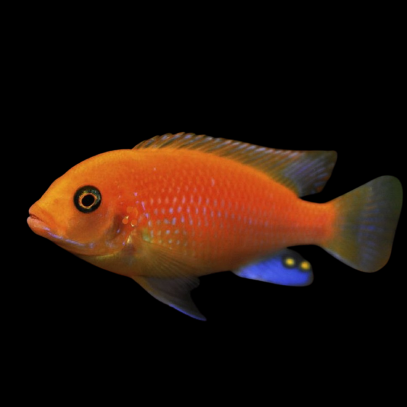 Zebra Cichlid