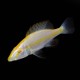 Albino Malawi Eyebiter Cichlid
