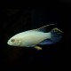 Albino Kribensis Cichlid