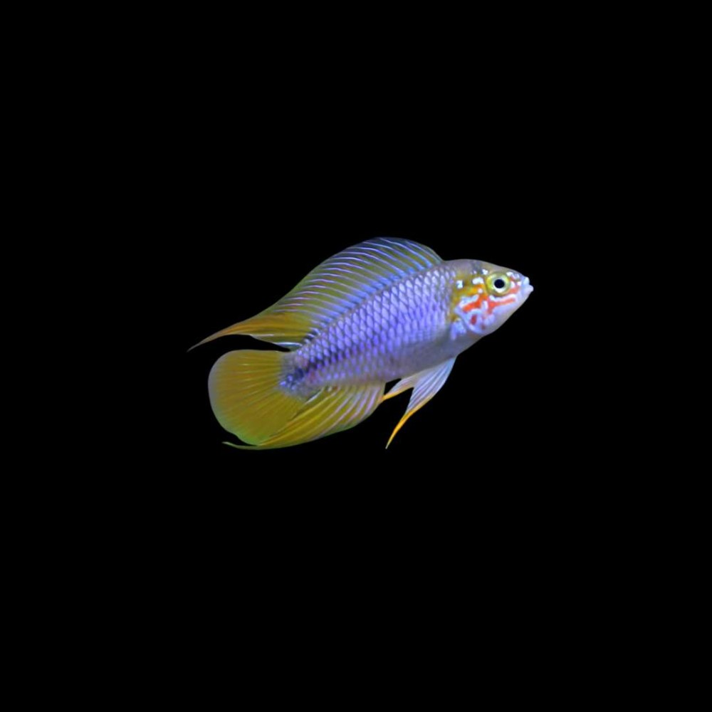 Borellii apisto OPAL