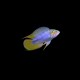 Borellii apisto OPAL