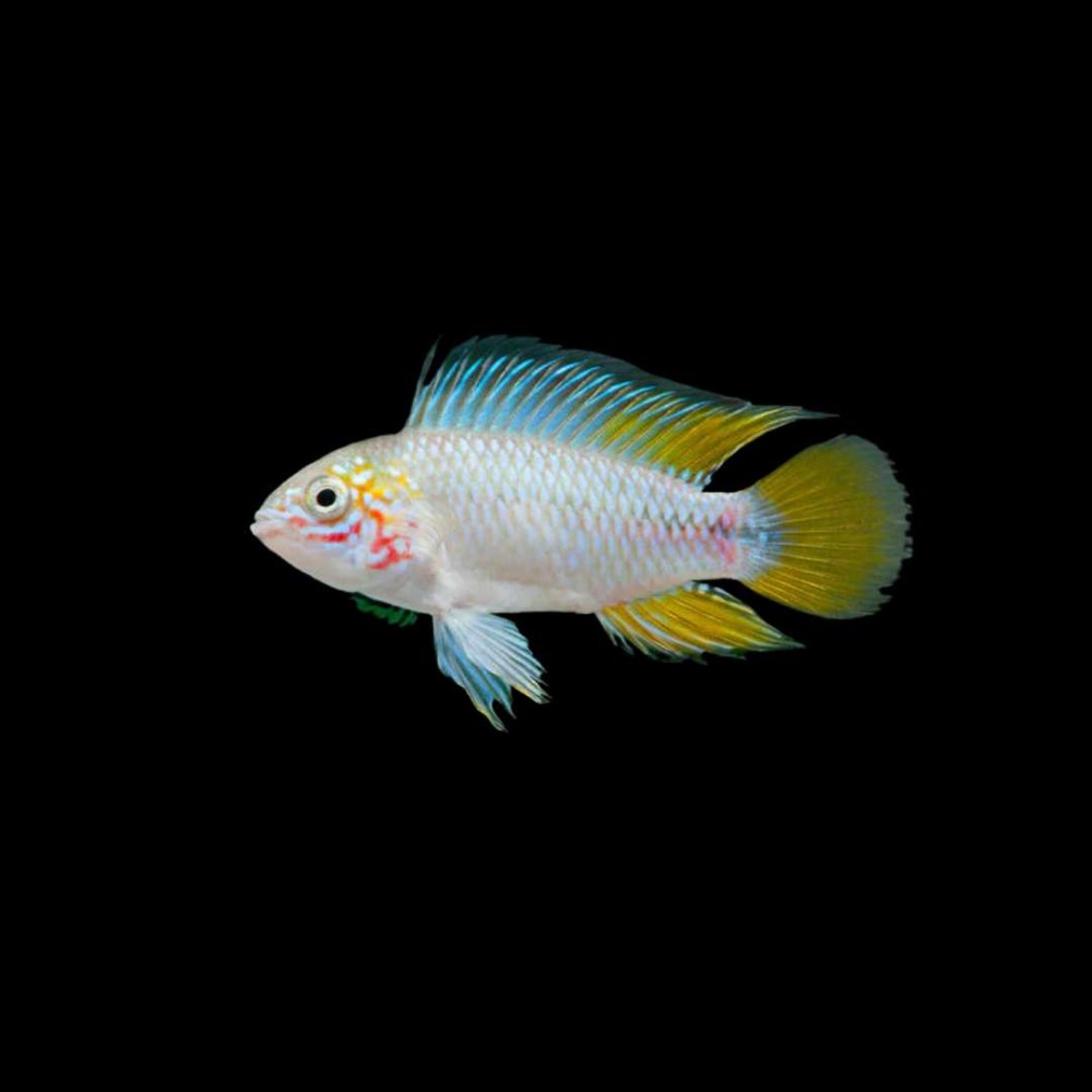 Borellii apisto OPAL