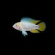 Borellii apisto OPAL