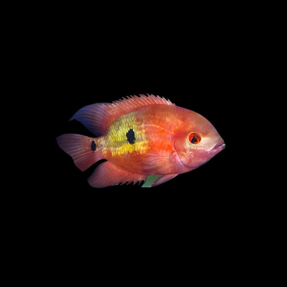 Chocolate Cichlid