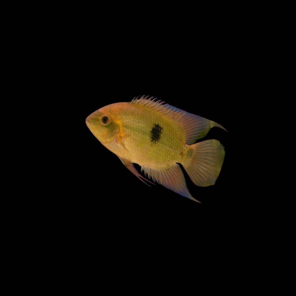 Chocolate Cichlid