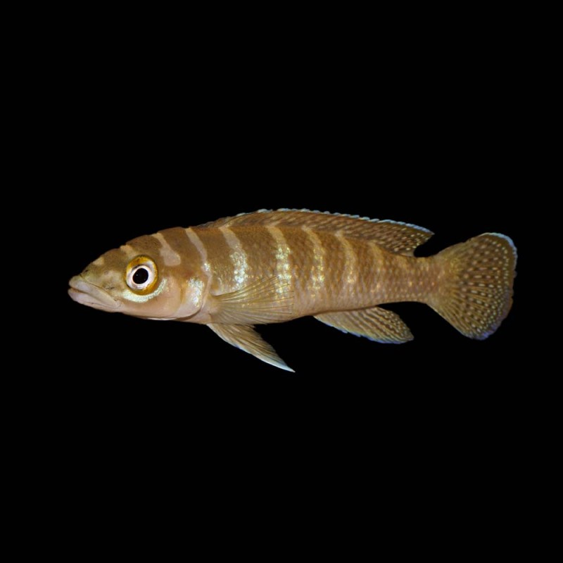 Cylindricus Cichlid