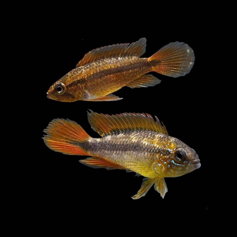 Double Full Red Agassizi
