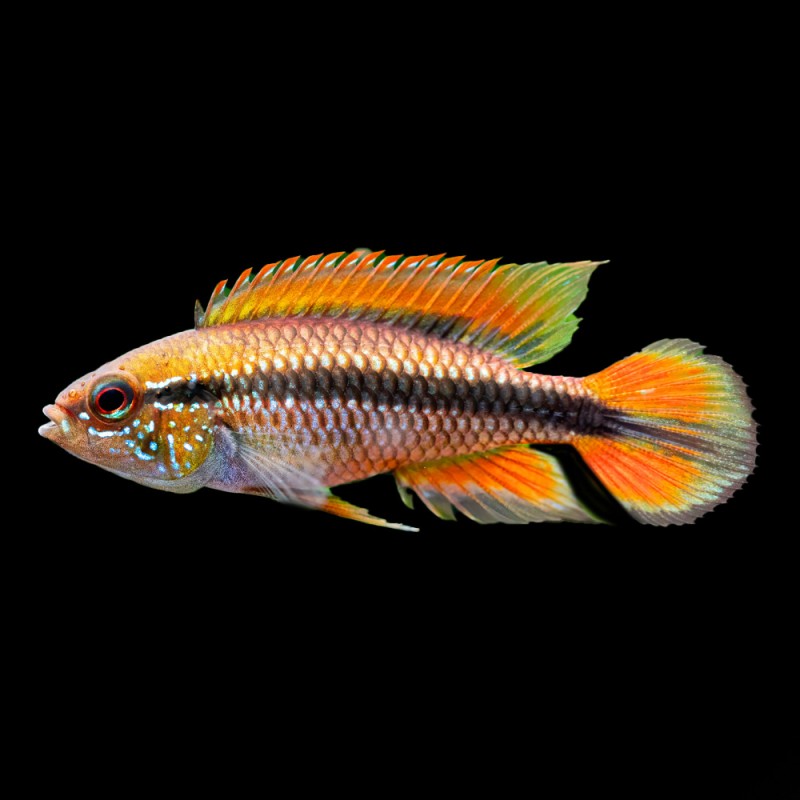 Double Full Red Agassizi