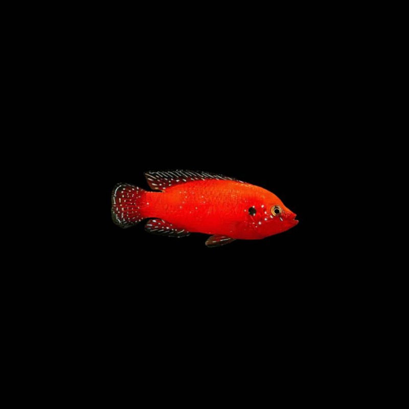 Exsul Jewel Cichlid
