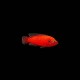 Exsul Jewel Cichlid
