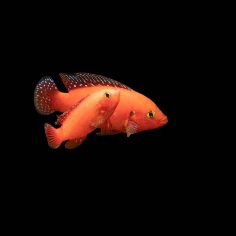Exsul Jewel Cichlid