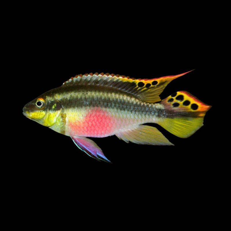 Kribensis Cichlid (Pair)