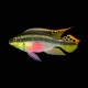 Kribensis Cichlid (Pair)