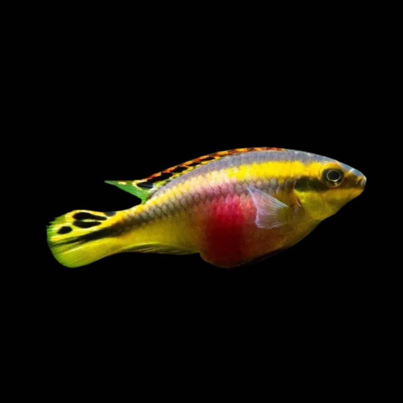 Kribensis Cichlid (Pair)