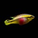 Kribensis Cichlid (Pair)
