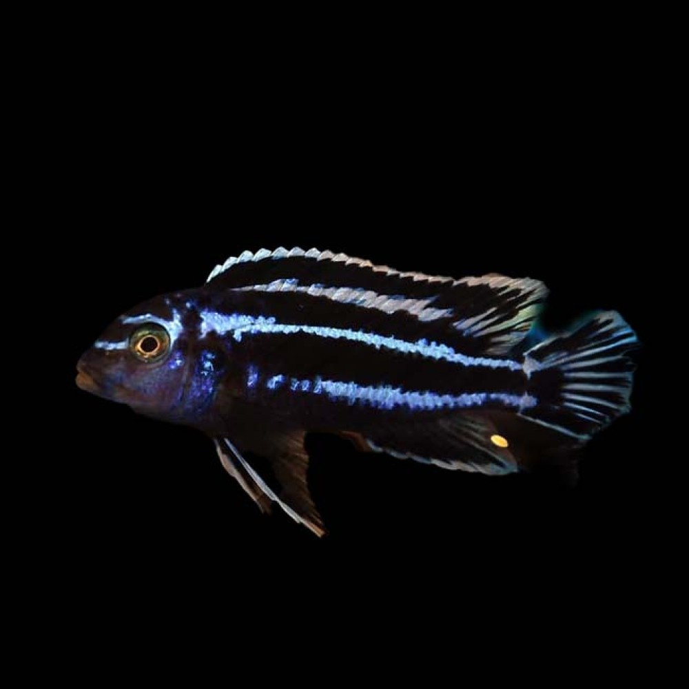 Maingano Cichlid