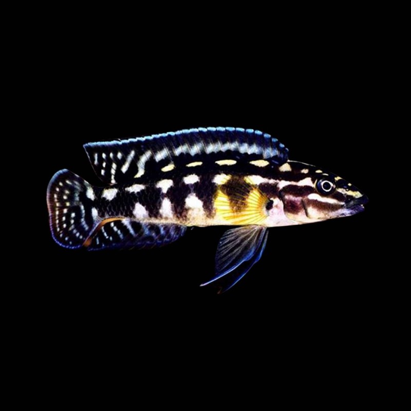 Marlieri Cichlid