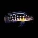 Marlieri Cichlid