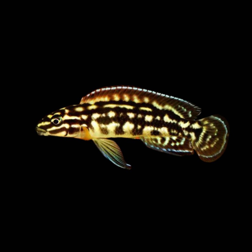Marlieri Cichlid